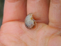 Wecomedon nobilis