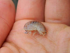 Wecomedon nobilis