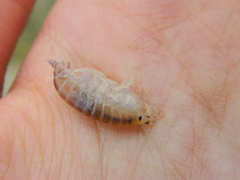 Wecomedon nobilis