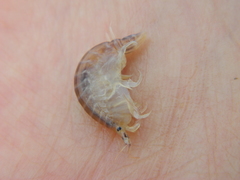 Wecomedon nobilis