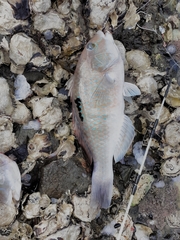 Notolabrus celidotus