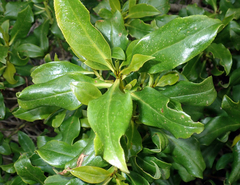 Myoporum semotum