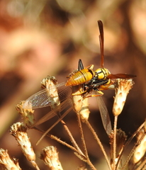 Gyrostoma