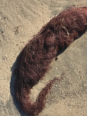 Gracilariopsis