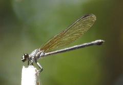 Euphaea lara