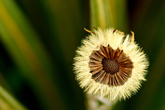 Celmisia armstrongii