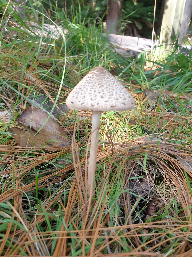 Macrolepiota clelandii · May 2025 · photo: © samlasham (iNaturalist, cc0)