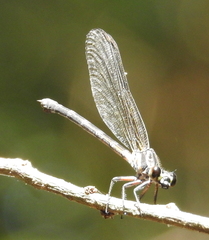 Calopterygoidea