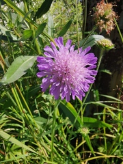 Knautia arvensis