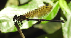 Calopterygoidea