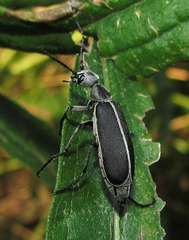 Epicauta cinerea-group