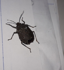 Discocephalinae