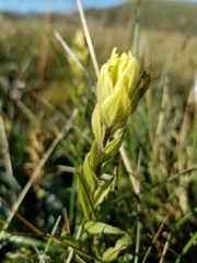 Castilleja occidentalis