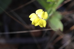 Goodenia pilosa