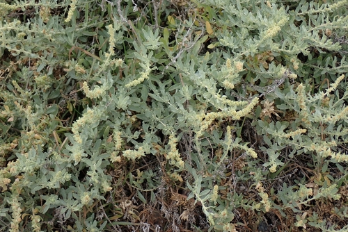 Image of Atriplex glauca by no rights reserved