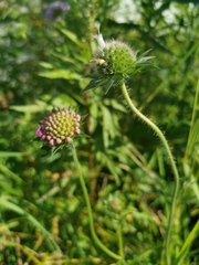 Knautia arvensis