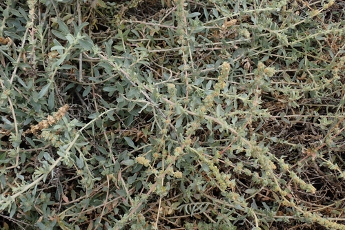 Image of Atriplex glauca by no rights reserved