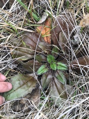 Plantago spathulata, photograph (c) Liadan Dickie, some rights reserved (CC BY)