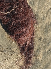 Gracilariopsis