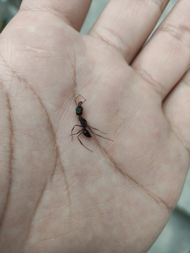 Odontomachus monticola