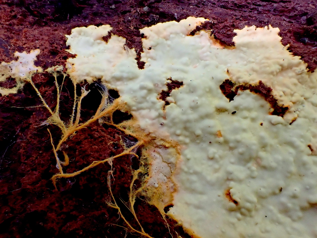 Phanerochaete sp. 'CA01'
