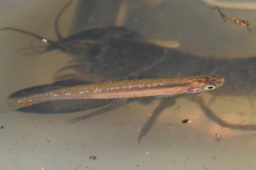 Galaxias (Galaxiella munda) — Galaxiidae — 3