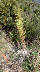 Argyroxiphium kauense