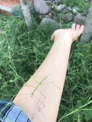 Pseudosermyle tridens