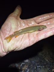 Western Minnow photo 5