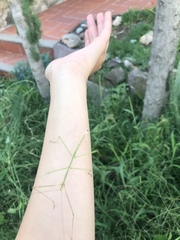 Pseudosermyle tridens