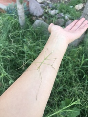 Pseudosermyle tridens