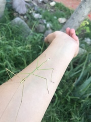 Pseudosermyle tridens