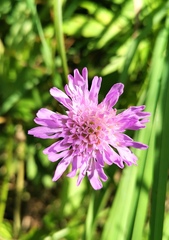 Knautia arvensis