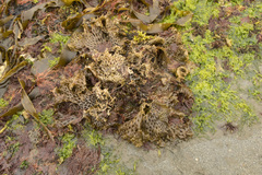 Thalassiophyllum clathrus