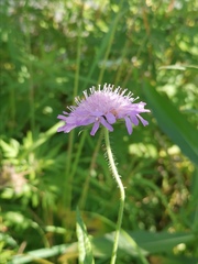 Knautia arvensis