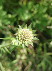 Knautia arvensis