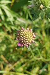 Knautia arvensis