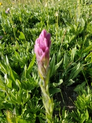 Castilleja rhexiifolia