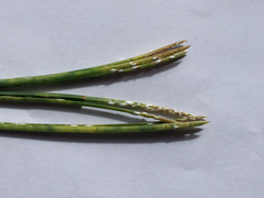 Chionaspis pinifoliae