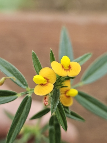 Townsville stylo (Stylosanthes humilis)