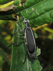 Epicauta cinerea-group