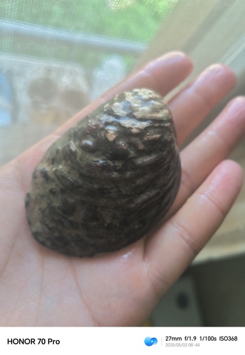 Aculamprotula tientsinensis