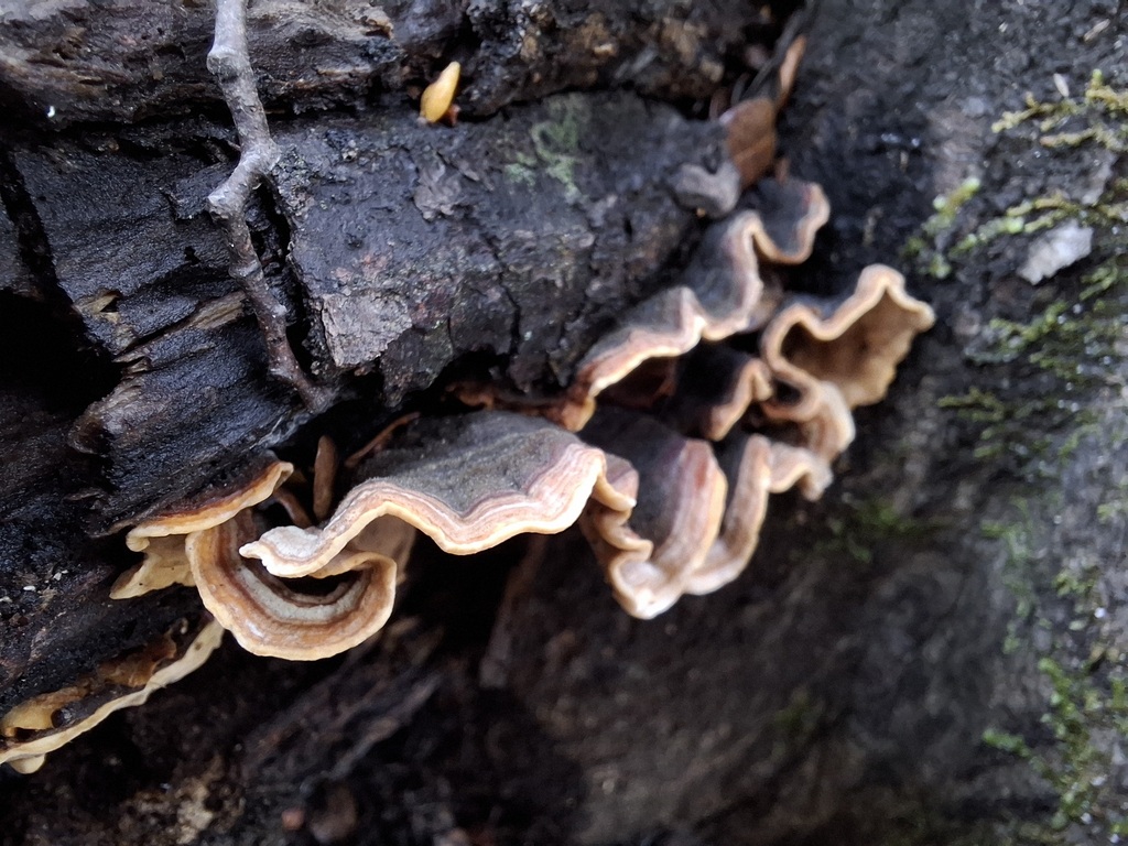 Stereum ostrea · May 2025 · photo: © armillariabianca (iNaturalist, cc0)