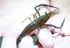 Macrobrachium asperulum