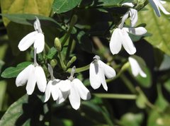 Rhinacanthus nasutus