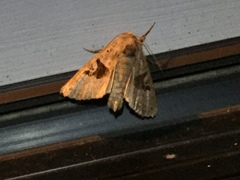 Phlogophora periculosa