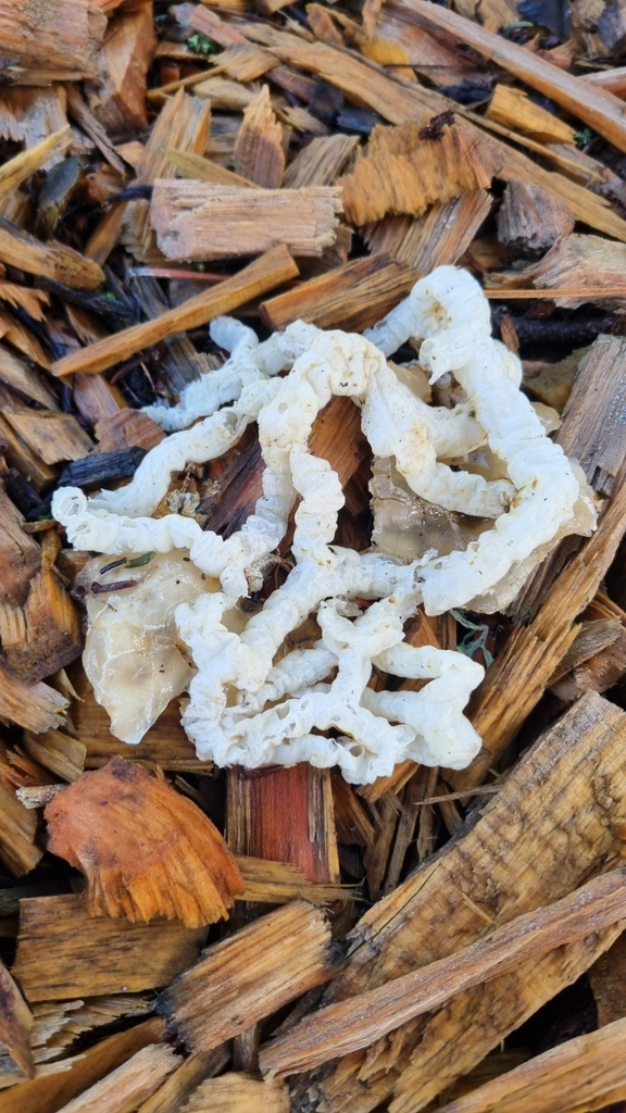 Ileodictyon cibarium · May 2025 · photo: © hominoidcreamhorn (iNaturalist, cc-by)