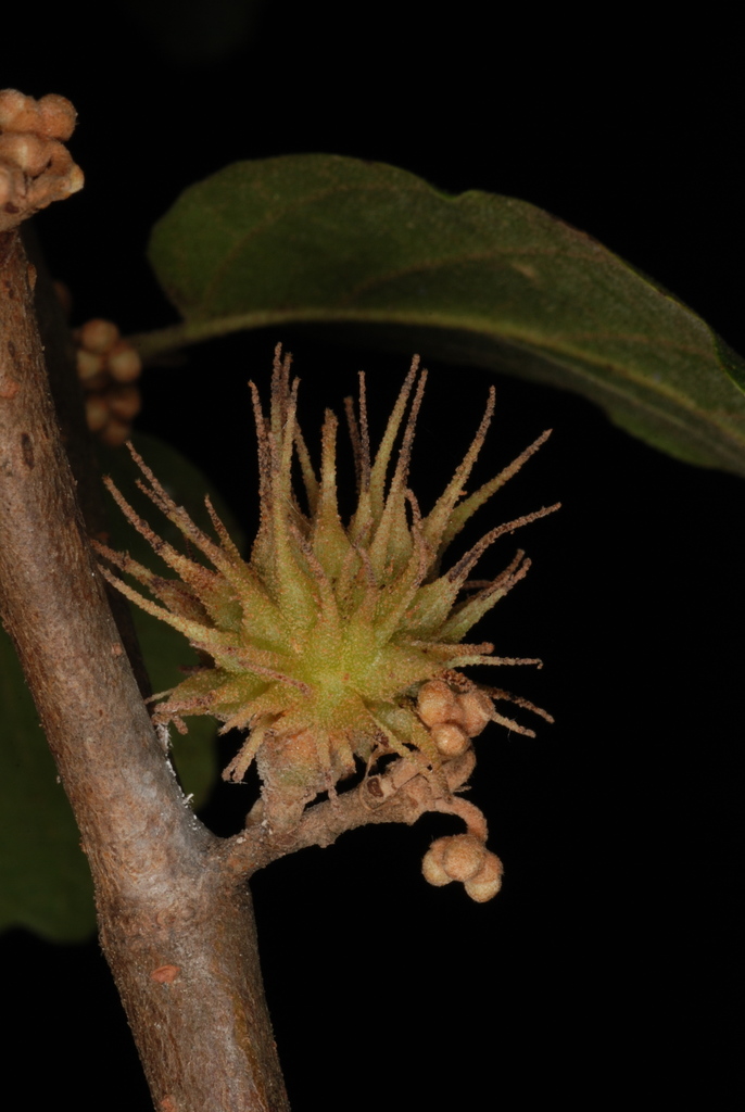Spiny Witch-Hazel Gall Aphid