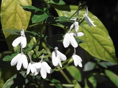 Rhinacanthus nasutus