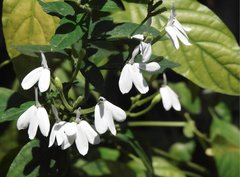 Rhinacanthus nasutus